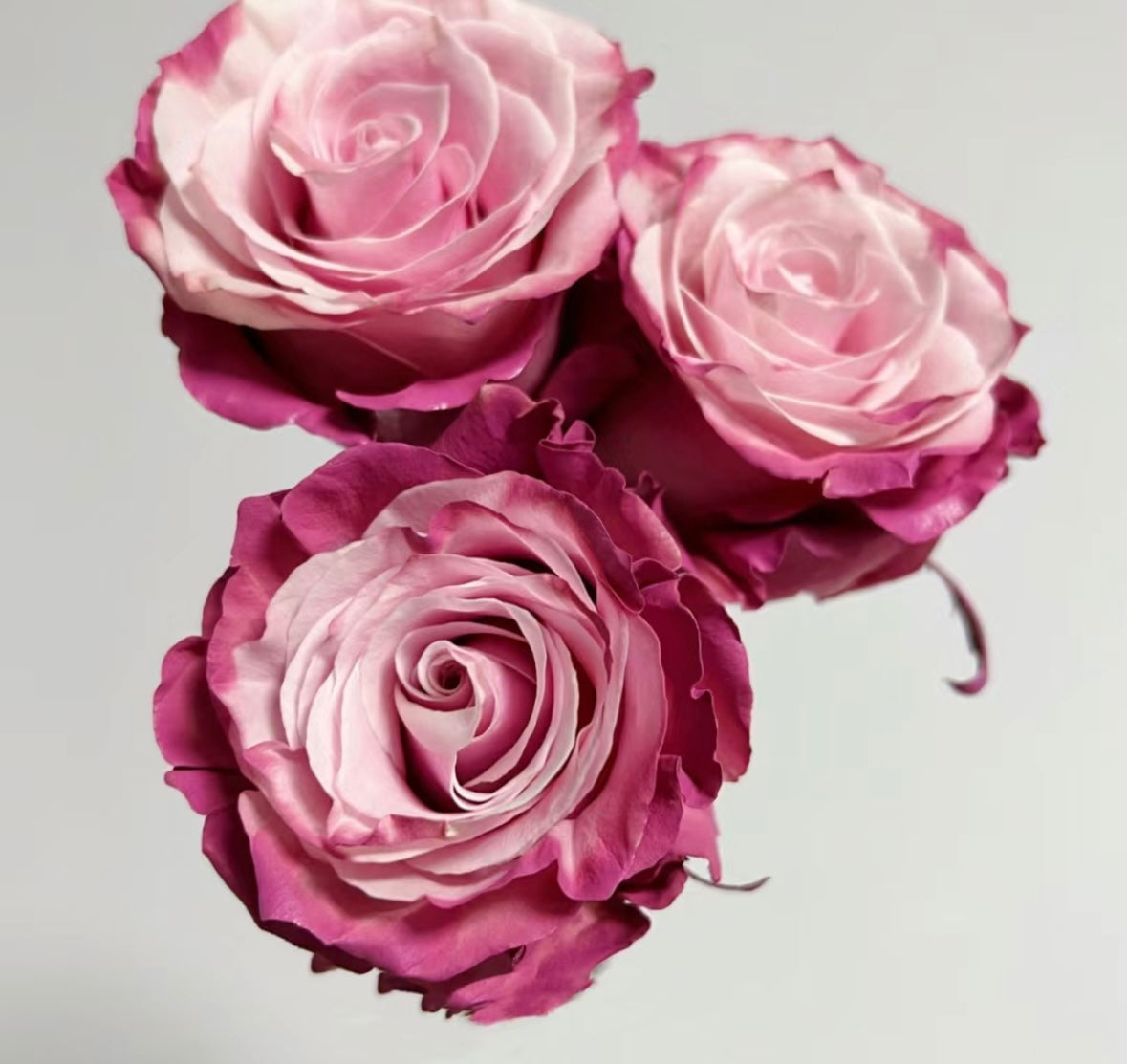 Mauve Roses 10steams